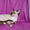Ориентальные и сиамские кошки за условную цену - <ro>Изображение</ro><ru>Изображение</ru> #1, <ru>Объявление</ru> #308302