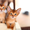 Абиссинские котята дикого окраса - <ro>Изображение</ro><ru>Изображение</ru> #2, <ru>Объявление</ru> #898884