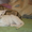Ориентальные и сиамские кошки за условную цену - <ro>Изображение</ro><ru>Изображение</ru> #3, <ru>Объявление</ru> #308302