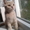 Котята породы британская короткошерстная. - <ro>Изображение</ro><ru>Изображение</ru> #1, <ru>Объявление</ru> #916430