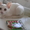 Котенок ищет самых лучших хозяев! Бесплатно. Метис Абиссинской кошки. Домашний. - <ro>Изображение</ro><ru>Изображение</ru> #5, <ru>Объявление</ru> #920416