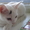 Котенок ищет самых лучших хозяев! Бесплатно. Метис Абиссинской кошки. Домашний. - <ro>Изображение</ro><ru>Изображение</ru> #2, <ru>Объявление</ru> #920416