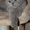 Котята породы британская короткошерстная. - <ro>Изображение</ro><ru>Изображение</ru> #3, <ru>Объявление</ru> #916430