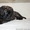 Продается подрощенный щенок бульмастифа из питомника - <ro>Изображение</ro><ru>Изображение</ru> #6, <ru>Объявление</ru> #915407