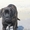 Продается подрощенный щенок бульмастифа из питомника - <ro>Изображение</ro><ru>Изображение</ru> #4, <ru>Объявление</ru> #915407