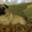 Продаются очаровательные щенки мопсов - <ro>Изображение</ro><ru>Изображение</ru> #3, <ru>Объявление</ru> #916636
