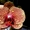 Орхидеи разных видов - <ro>Изображение</ro><ru>Изображение</ru> #1, <ru>Объявление</ru> #936713