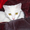 Кошка Ромашка ищет дом! - <ro>Изображение</ro><ru>Изображение</ru> #2, <ru>Объявление</ru> #925586
