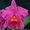 Орхидеи разных видов - <ro>Изображение</ro><ru>Изображение</ru> #2, <ru>Объявление</ru> #936713