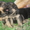 Прекрасные породистые щеночки немецкой овчарки!!! - <ro>Изображение</ro><ru>Изображение</ru> #4, <ru>Объявление</ru> #933115