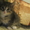 Подарю котенка доброму человеку - <ro>Изображение</ro><ru>Изображение</ru> #1, <ru>Объявление</ru> #928057