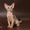 Абиссинский котенок(шоу-класс) - американский тип, питомник Sunrisе - <ro>Изображение</ro><ru>Изображение</ru> #2, <ru>Объявление</ru> #927091
