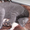 Вислоухого котенка - <ro>Изображение</ro><ru>Изображение</ru> #3, <ru>Объявление</ru> #925894