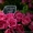 Флористическая мастерская Bouquet - <ro>Изображение</ro><ru>Изображение</ru> #8, <ru>Объявление</ru> #931040