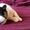Джек рассел терьера отличные щенки - <ro>Изображение</ro><ru>Изображение</ru> #3, <ru>Объявление</ru> #351959
