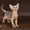Абиссинский котенок(шоу-класс) - американский тип, питомник Sunrisе - <ro>Изображение</ro><ru>Изображение</ru> #4, <ru>Объявление</ru> #927091