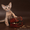 Абиссинский котенок(шоу-класс) - американский тип,  питомник Sunrisе #927091