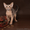 Абиссинский котенок(шоу-класс) - американский тип, питомник Sunrisе - <ro>Изображение</ro><ru>Изображение</ru> #6, <ru>Объявление</ru> #927091