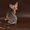 Абиссинский котенок(шоу-класс) - американский тип, питомник Sunrisе - <ro>Изображение</ro><ru>Изображение</ru> #7, <ru>Объявление</ru> #927091