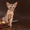 Абиссинский котенок(шоу-класс) - американский тип, питомник Sunrisе - <ro>Изображение</ro><ru>Изображение</ru> #8, <ru>Объявление</ru> #927091