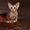 Абиссинский котенок(шоу-класс) - американский тип, питомник Sunrisе - <ro>Изображение</ro><ru>Изображение</ru> #9, <ru>Объявление</ru> #927091