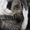 Подарю котенка доброму человеку - <ro>Изображение</ro><ru>Изображение</ru> #2, <ru>Объявление</ru> #928057