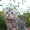 Продам вислоухих котят - <ro>Изображение</ro><ru>Изображение</ru> #3, <ru>Объявление</ru> #934888