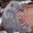 Вислоухого котенка - <ro>Изображение</ro><ru>Изображение</ru> #4, <ru>Объявление</ru> #925894
