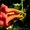 Кампсис, вьющееся с широкими листьями и большими красными соцветиями - <ro>Изображение</ro><ru>Изображение</ru> #2, <ru>Объявление</ru> #945795