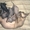 Милые и добрые котята "Донской Сфинкс" - <ro>Изображение</ro><ru>Изображение</ru> #5, <ru>Объявление</ru> #955341