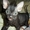 Милые и добрые котята "Донской Сфинкс" - <ro>Изображение</ro><ru>Изображение</ru> #3, <ru>Объявление</ru> #955341