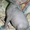 Милые и добрые котята "Донской Сфинкс" - <ro>Изображение</ro><ru>Изображение</ru> #4, <ru>Объявление</ru> #955341