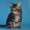 Котята мейн кун из питомника - <ro>Изображение</ro><ru>Изображение</ru> #1, <ru>Объявление</ru> #968207