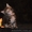 Крупные котята мейн кун  - <ro>Изображение</ro><ru>Изображение</ru> #3, <ru>Объявление</ru> #958028