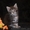 Крупные котята мейн кун  - <ro>Изображение</ro><ru>Изображение</ru> #1, <ru>Объявление</ru> #958028