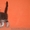 Крупные котята мейн кун  - <ro>Изображение</ro><ru>Изображение</ru> #2, <ru>Объявление</ru> #958028