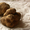 Продам гриб - белый трюфель (Италия) #966159