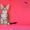 Котята мейн кун из питомника - <ro>Изображение</ro><ru>Изображение</ru> #5, <ru>Объявление</ru> #968207
