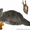Экзотические котята-экзоты - <ro>Изображение</ro><ru>Изображение</ru> #1, <ru>Объявление</ru> #924583