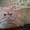 красный табби приглашает на вязку вислоухих кошек - <ro>Изображение</ro><ru>Изображение</ru> #3, <ru>Объявление</ru> #945715
