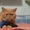 красный табби приглашает на вязку вислоухих кошек - <ro>Изображение</ro><ru>Изображение</ru> #1, <ru>Объявление</ru> #945715
