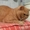 красный табби приглашает на вязку вислоухих кошек - <ro>Изображение</ro><ru>Изображение</ru> #2, <ru>Объявление</ru> #945715