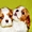 Породные щенки Кавале Чарльз спаниель - <ro>Изображение</ro><ru>Изображение</ru> #2, <ru>Объявление</ru> #437814