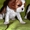 Породные щенки Кавале Чарльз спаниель - <ro>Изображение</ro><ru>Изображение</ru> #4, <ru>Объявление</ru> #437814