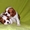 Породные щенки Кавале Чарльз спаниель - <ro>Изображение</ro><ru>Изображение</ru> #1, <ru>Объявление</ru> #437814