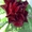 Гибискус - китайская роза
