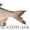 Продается свежая охлажденная рыба - <ro>Изображение</ro><ru>Изображение</ru> #2, <ru>Объявление</ru> #984286