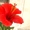 Гибискус китайский (Hibiscus rosa-sinensis) 