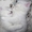 Элитные котята Британская шиншилла - <ro>Изображение</ro><ru>Изображение</ru> #3, <ru>Объявление</ru> #980574