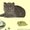 Экзотические котята-экзоты - <ro>Изображение</ro><ru>Изображение</ru> #3, <ru>Объявление</ru> #924583